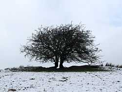 Imatge relacionada amb arbre