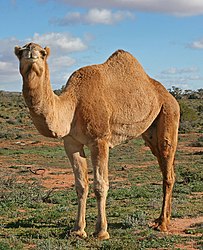 Imatge relacionada amb camell