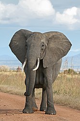 Imatge relacionada amb elefant