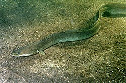 Imatge relacionada amb anguila
