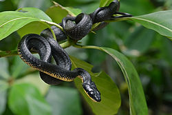 Imatge relacionada amb serp