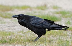 Imatge relacionada amb corb