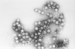 Imatge relacionada amb enterovirus