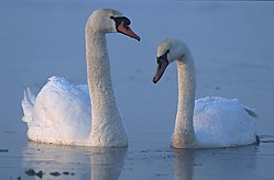 Imatge relacionada amb cigne