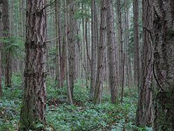 Imatge relacionada amb bosc