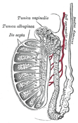 Imatge relacionada amb testicle