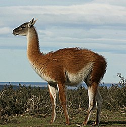 Imatge relacionada amb guanac