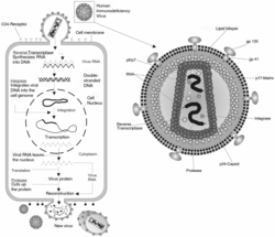 Imatge relacionada amb retrovirus