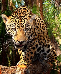 Imatge relacionada amb jaguar