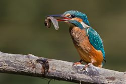 Imatge relacionada amb blauet