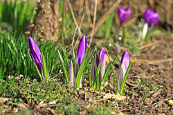 Imatge relacionada amb primavera