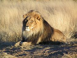 Imatge relacionada amb lleó