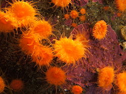 Imatge relacionada amb corall