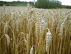 Imatge relacionada amb gluten