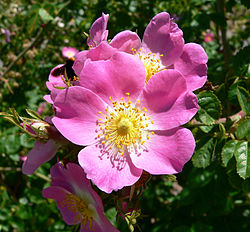 Imatge relacionada amb rosa