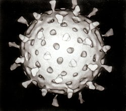 Imatge relacionada amb virus