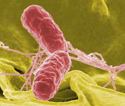 Imatge relacionada amb microbiologia