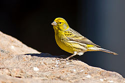 Imatge relacionada amb canari