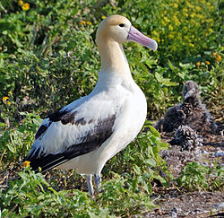 Imatge relacionada amb albatros