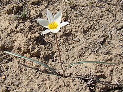 Imatge relacionada amb tulipa