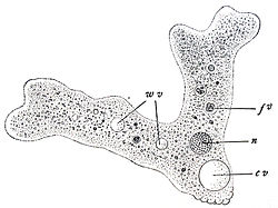 Imatge relacionada amb ameba